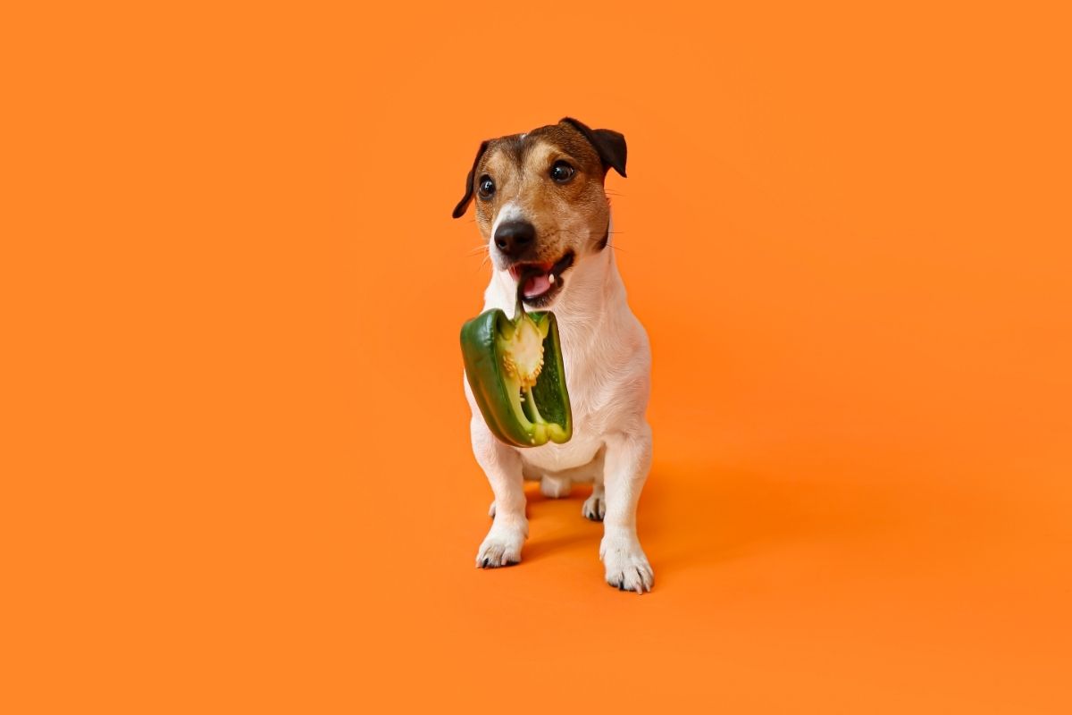 Can Dogs Eat Green Peppers Best Protection Dogs