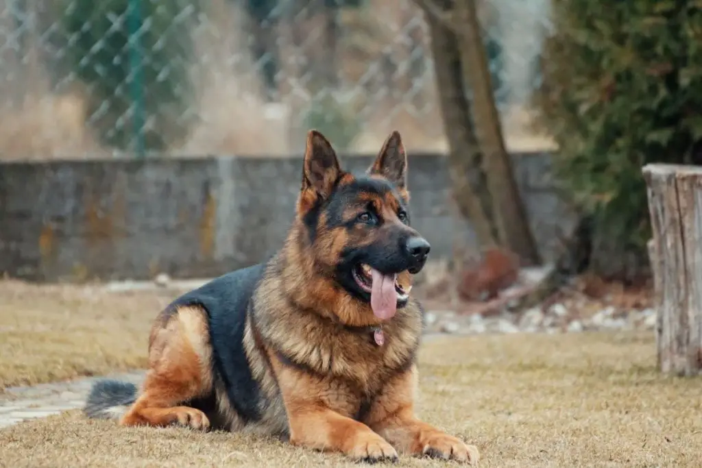 Best Dog Food For German Shepherds