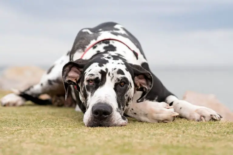 Are Great Danes Good Guard Dogs? Best Protection Dogs