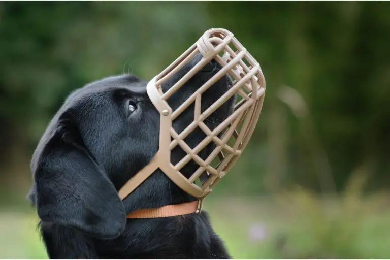 Do Muzzles Stop Barking? Best Protection Dogs
