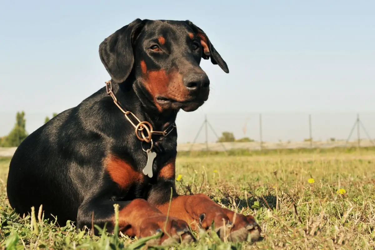 Are Dobermans Good Guard Dogs? Best Protection Dogs