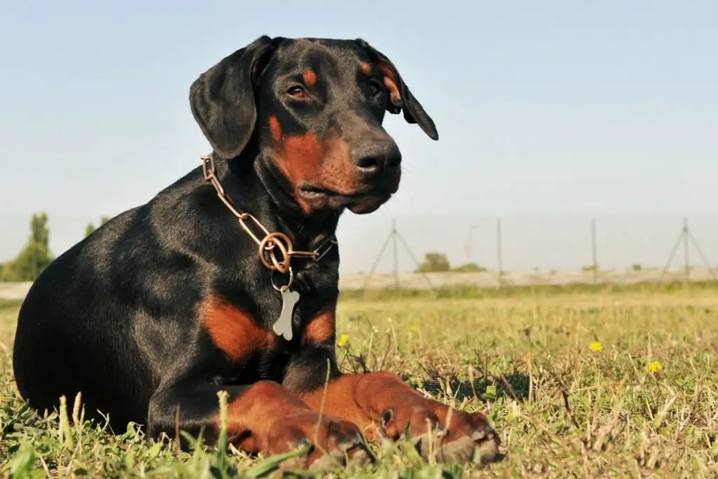 Are Dobermans Good Guard Dogs