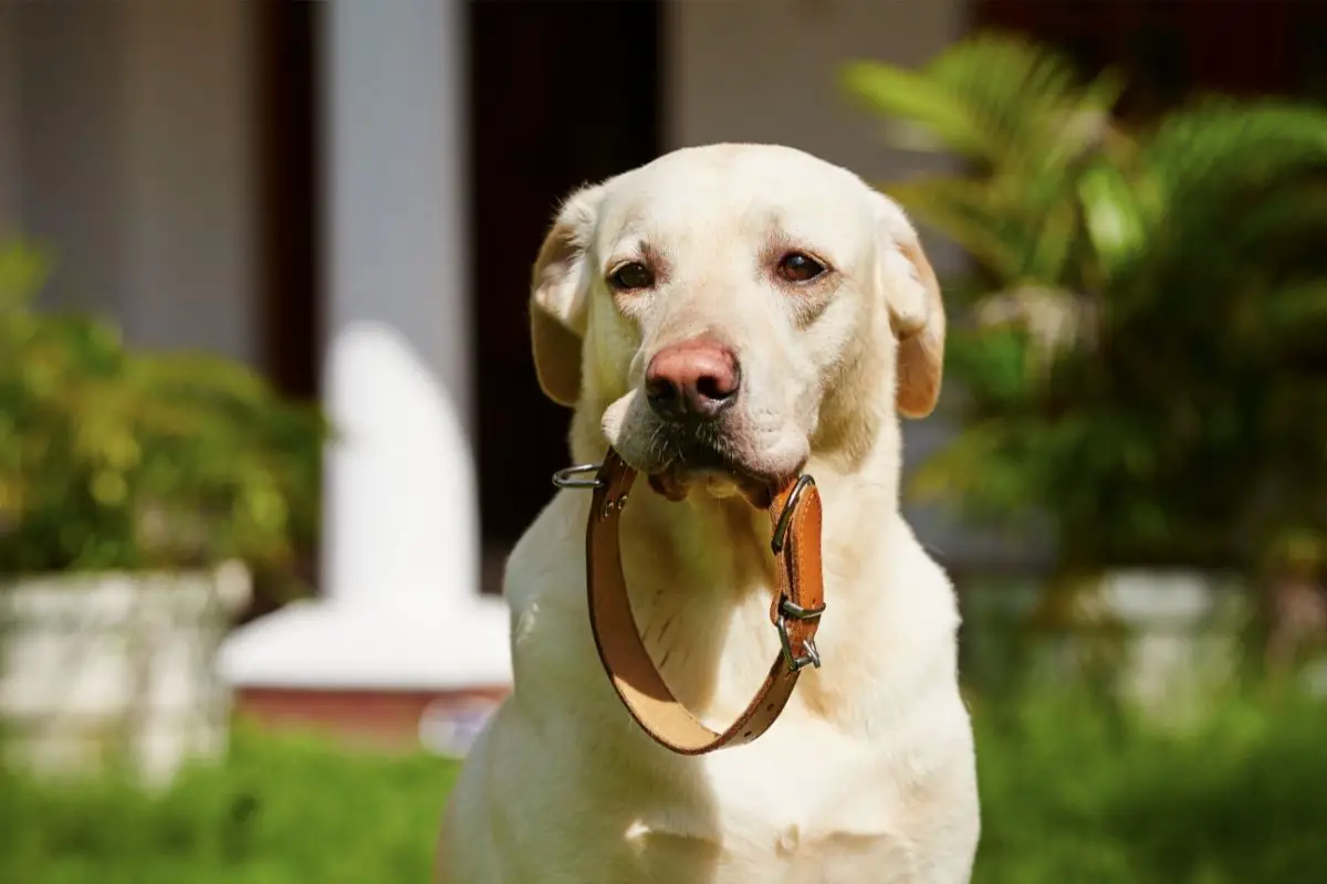 Does A Shock Collar Hurt A Dog? - Best Protection Dogs