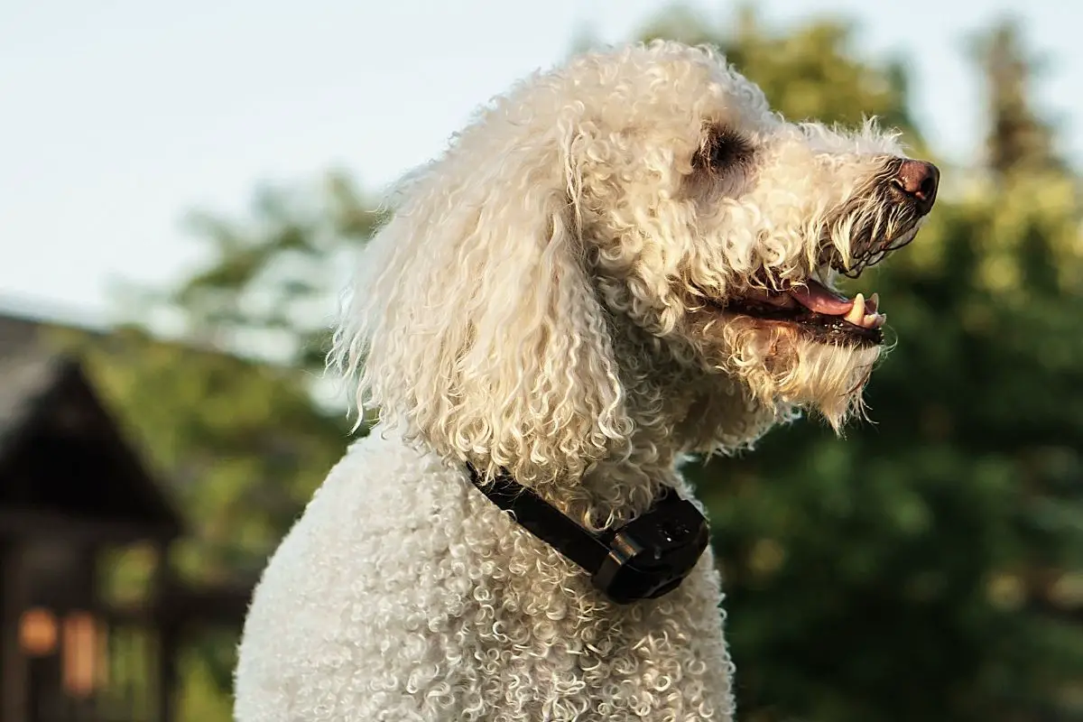 Do Bark Collars Hurt Dogs? Best Protection Dogs