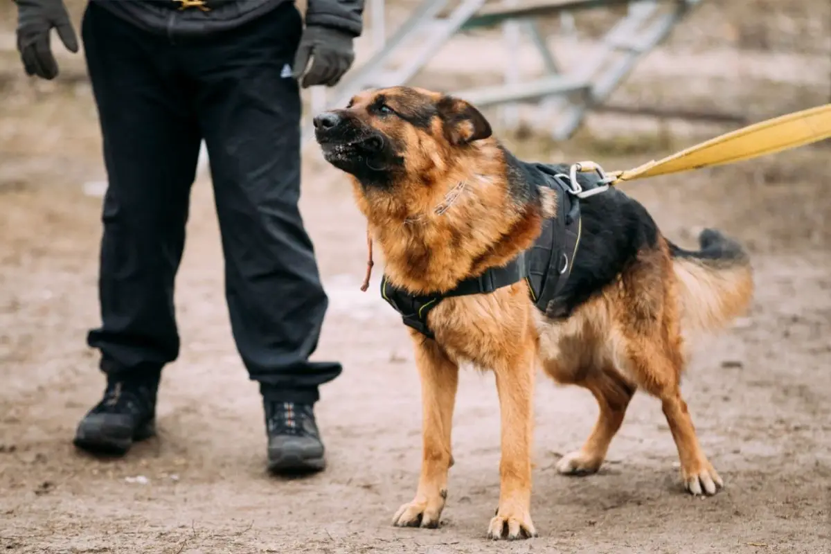 What Do Dogs Do When They Sense Danger? Best Protection Dogs