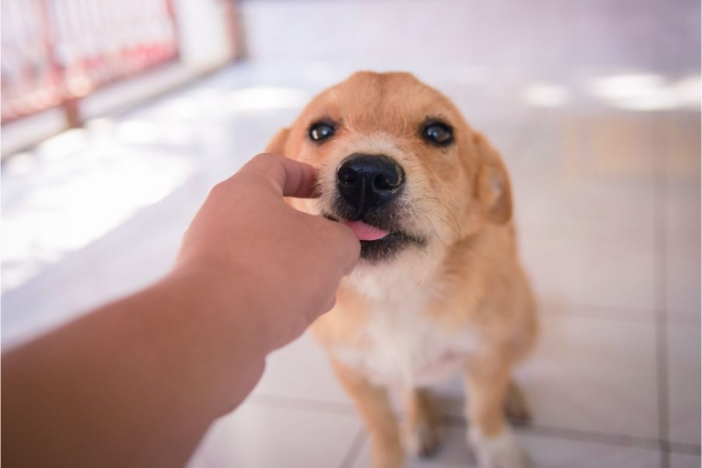 What Does It Mean When A Dog Licks Your Hand? Best Protection Dogs
