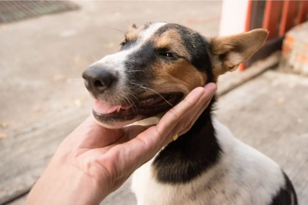 Why Does My Dog Bite Me When Excited? Best Protection Dogs