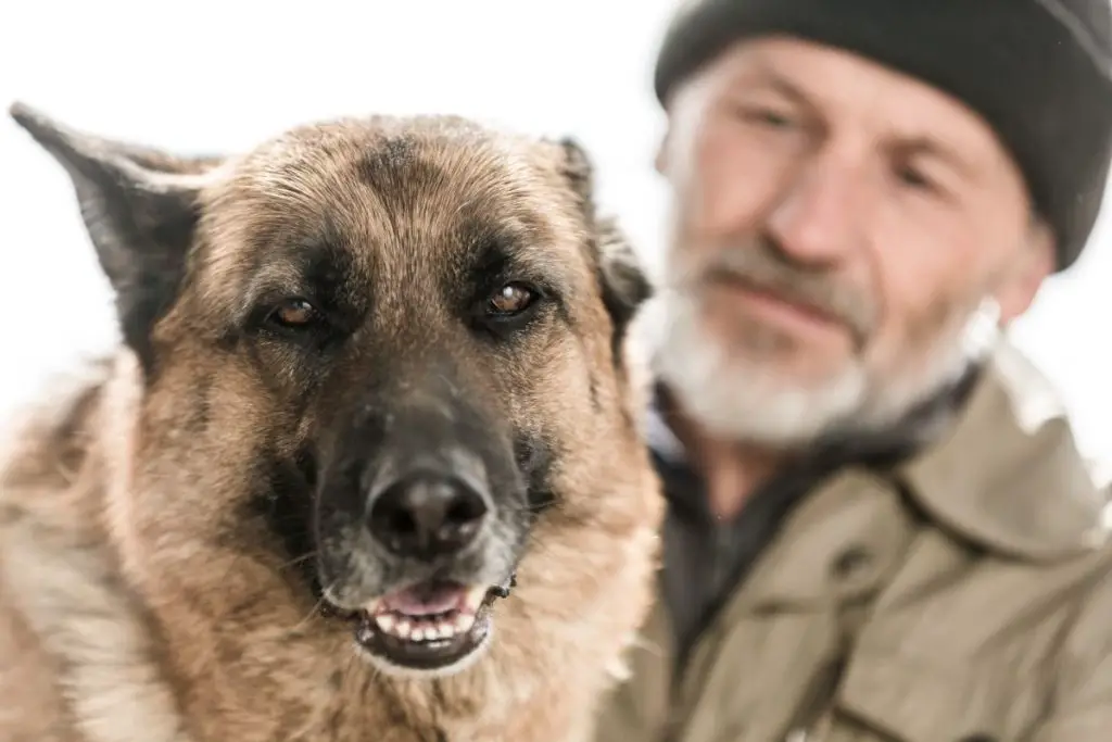 Are German Shepherds Good For First Time Owners? Best Protection Dogs