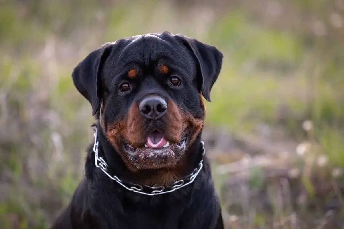 How Tight Should A Prong Collar Be? Best Protection Dogs