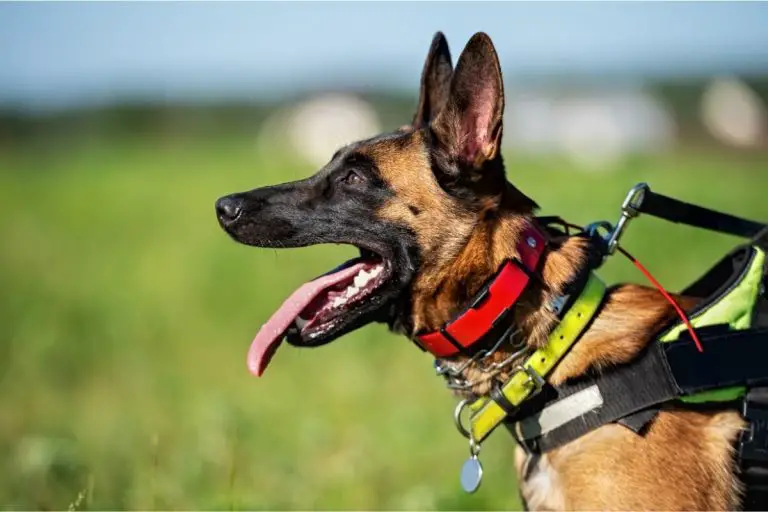 How To Put On A Prong Collar? Best Protection Dogs