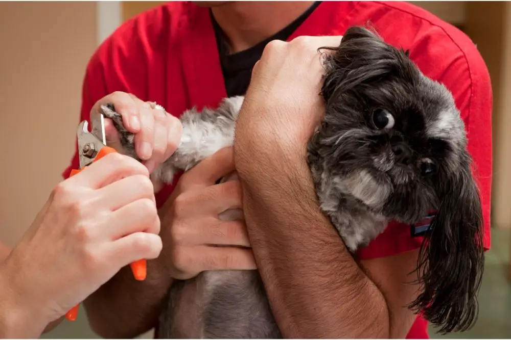 How To Restrain A Dog To Clip Its Nails - Best Protection Dogs