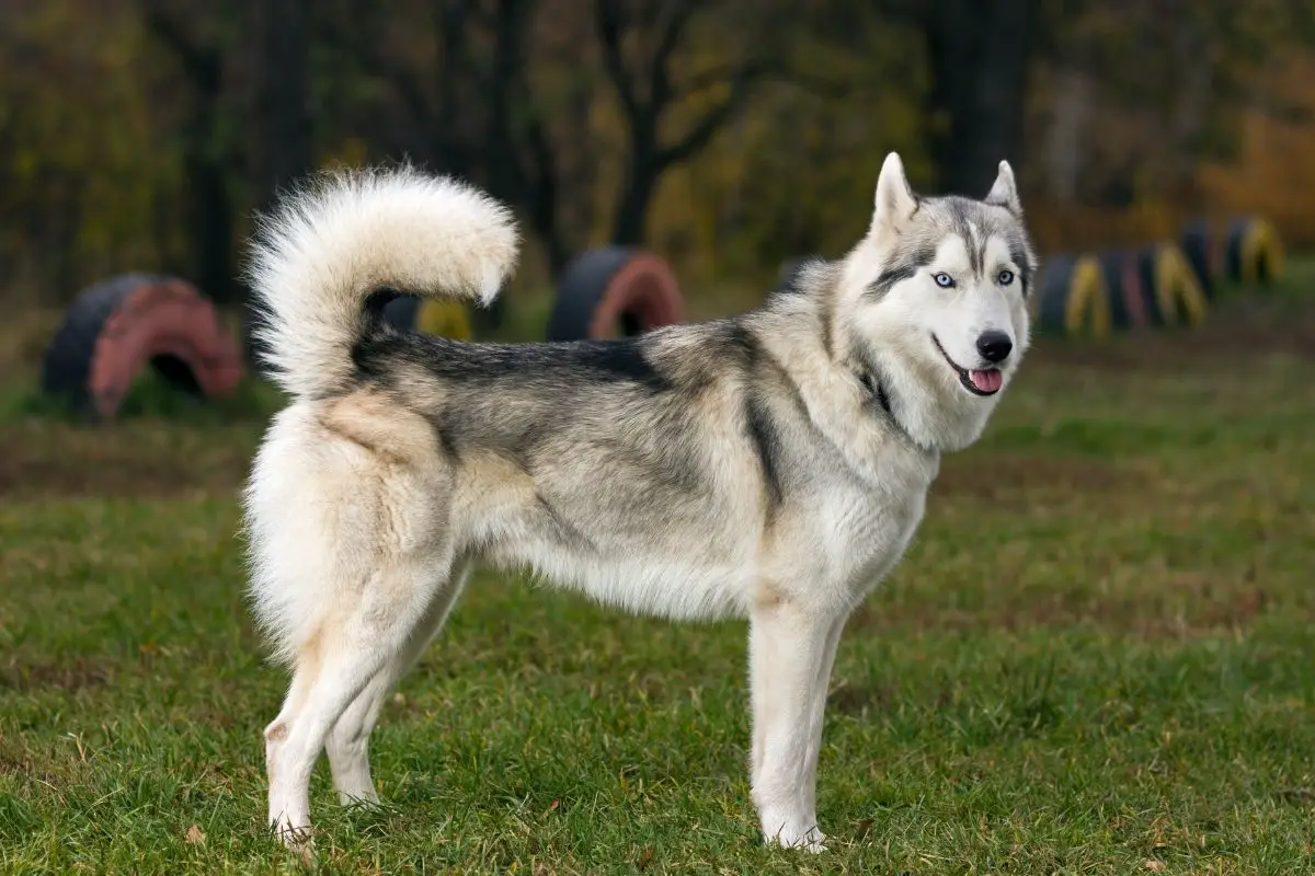 What Dog Is Closest to A Wolf? Best Protection Dogs