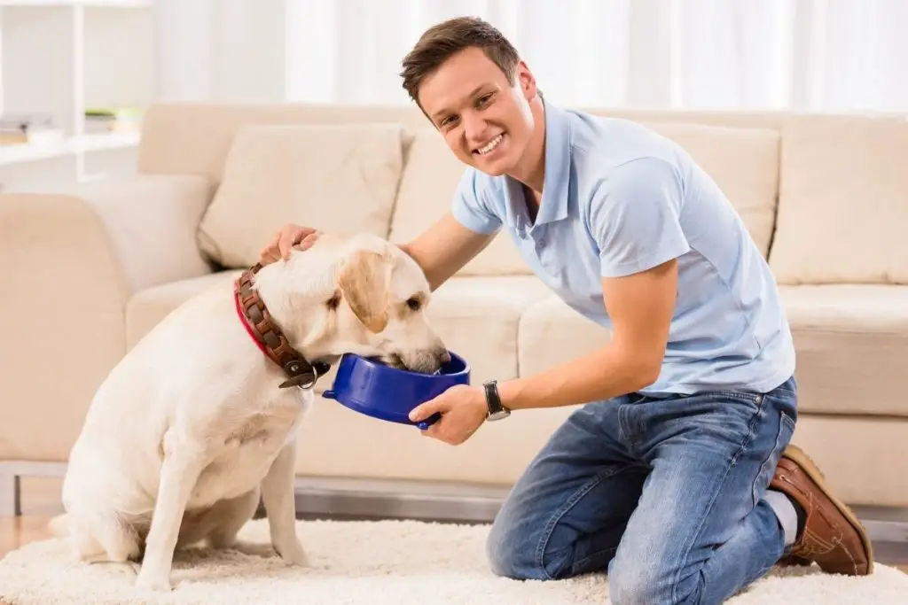 Is It Safe To Feed Dogs Tofu?