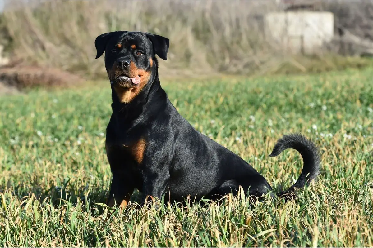 Best Guard Dog For First Time Owner Best Protection Dogs