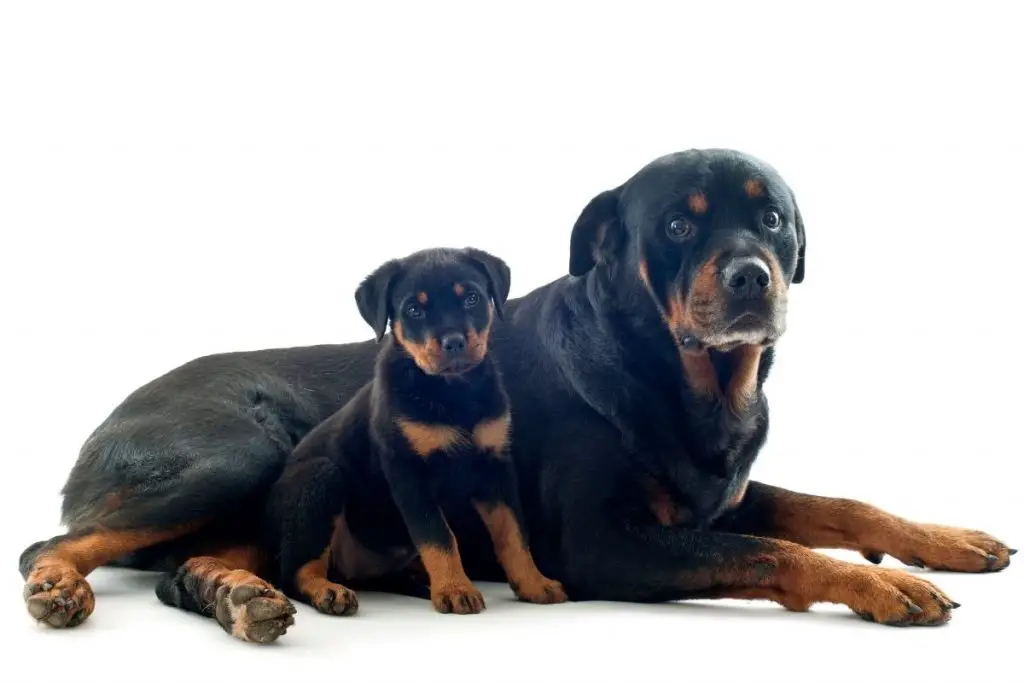 Are Rottweilers Good Guard Dogs