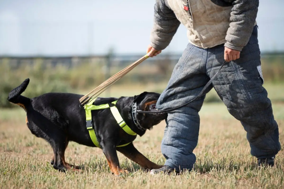 Are Rottweilers Good Guard Dogs? - Best Protection Dogs