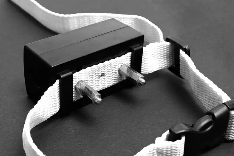 Does A Shock Collar Hurt A Dog? Best Protection Dogs