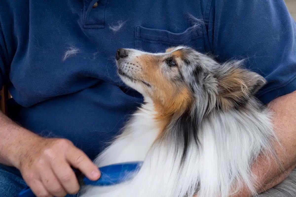 Do Dogs Shed When Stressed? Best Protection Dogs