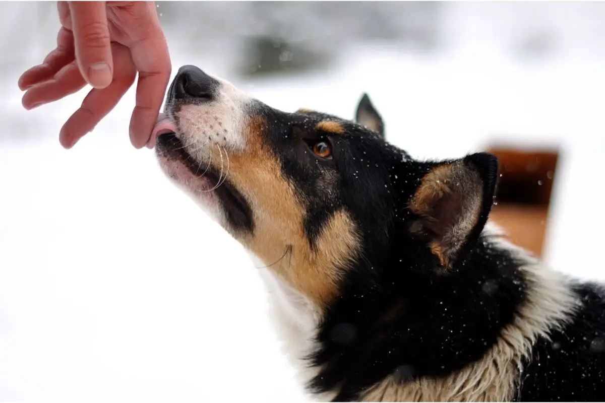 what-does-it-mean-when-a-dog-licks-your-hand-best-protection-dogs