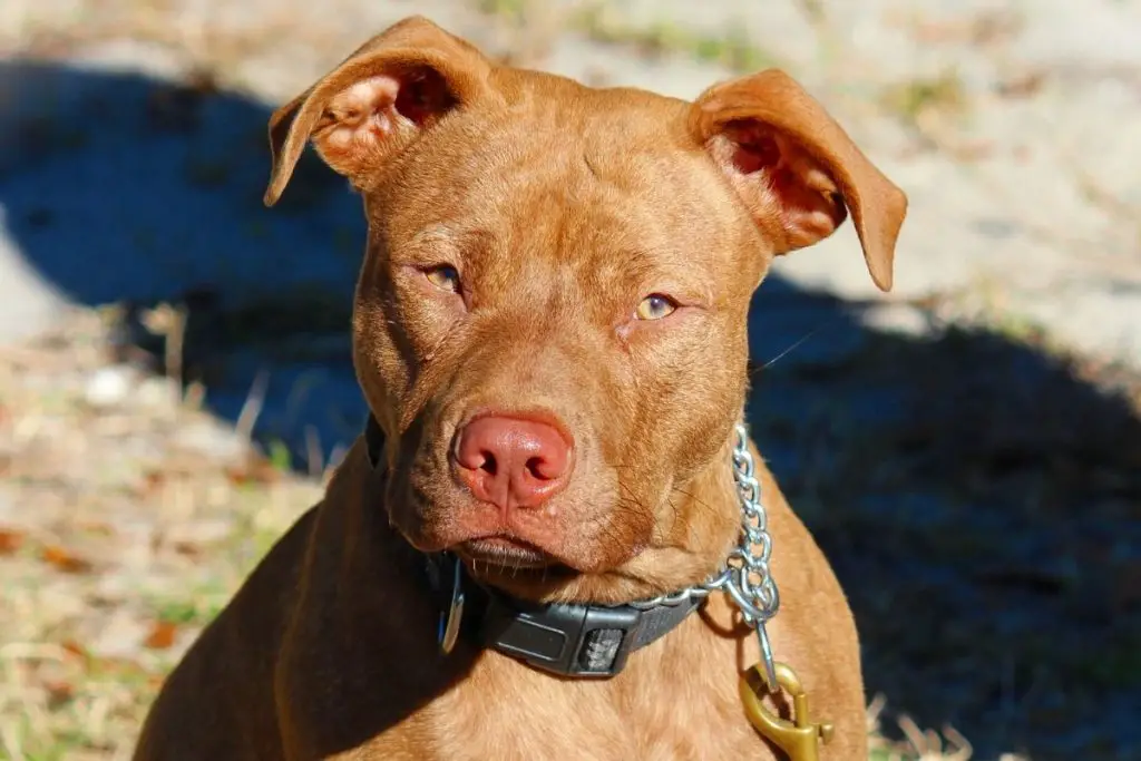 What Is A Red Nose Pitbull? - Best Protection Dogs