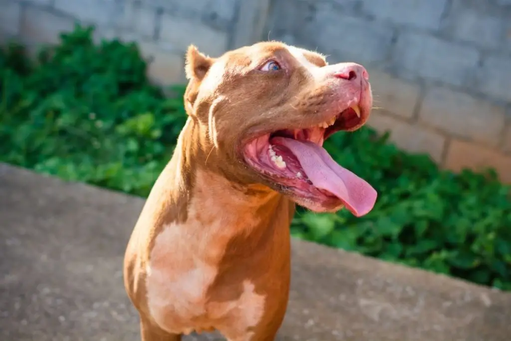 What Is A Red Nose Pitbull?