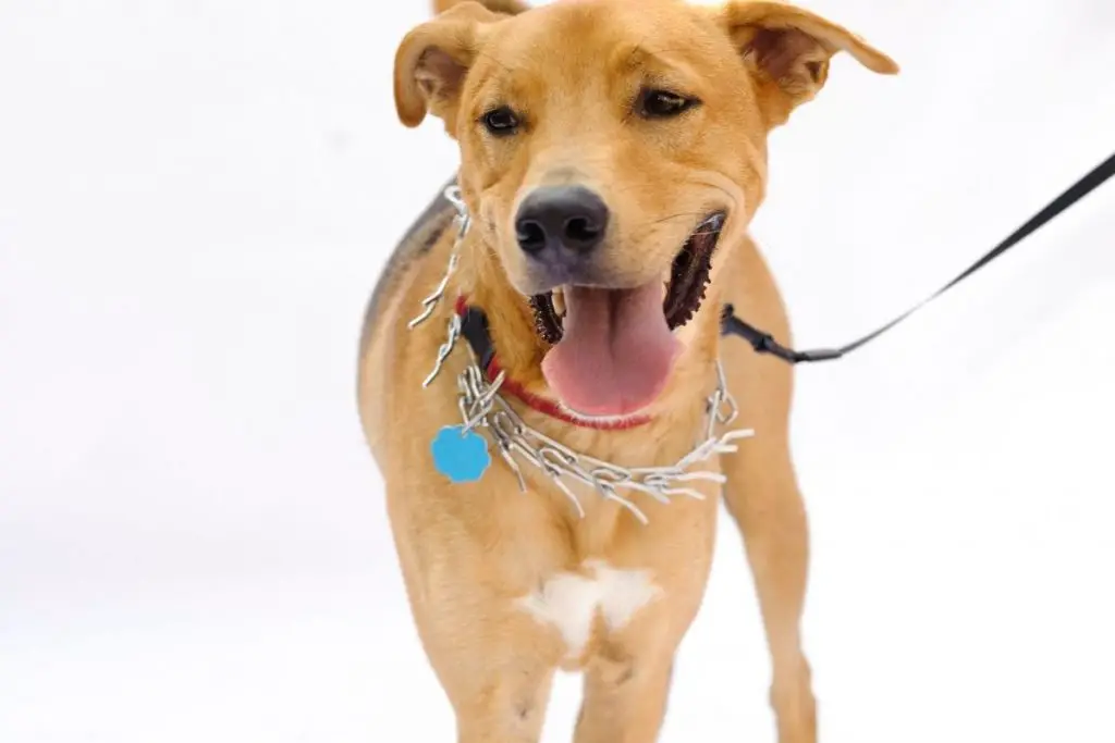 What Is The Practical Purpose Of A Prong Collar?