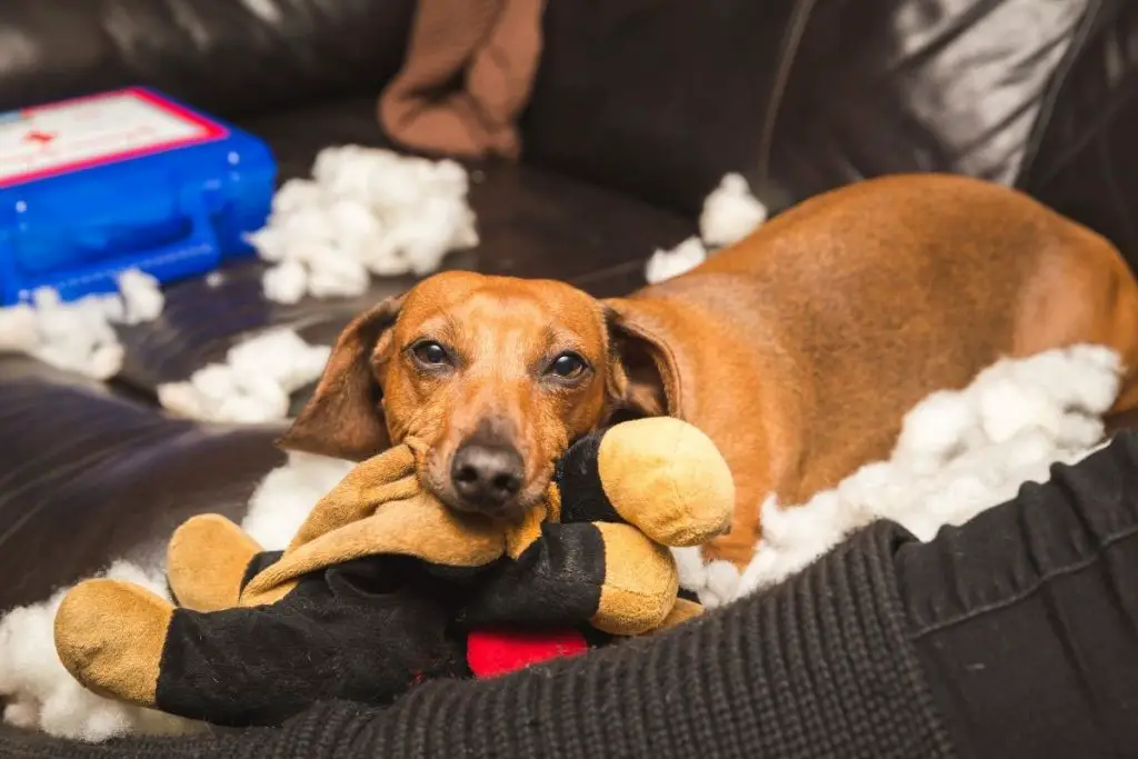 5 Reasons Why My Dog Destroys His Toys? Best Protection Dogs
