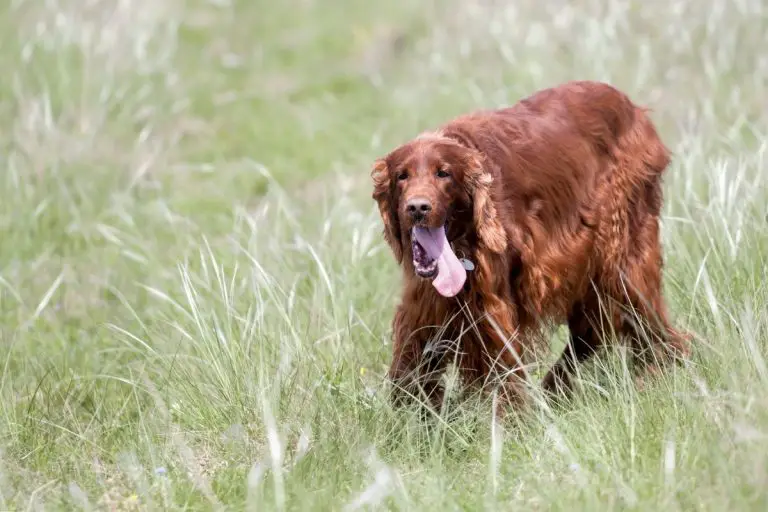 why-is-my-dog-panting-and-restless-best-protection-dogs