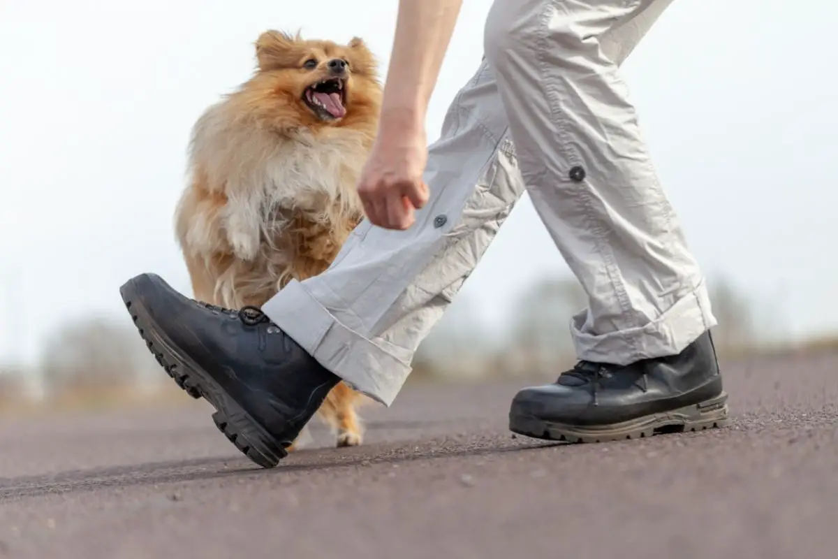 waarom-honden-naar-ons-springen-the-belgium-times