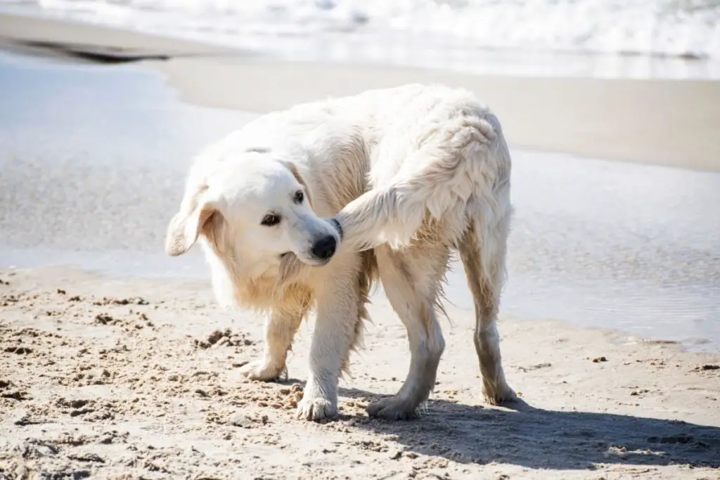 Why Is My Dog Biting His Tail? - Best Protection Dogs