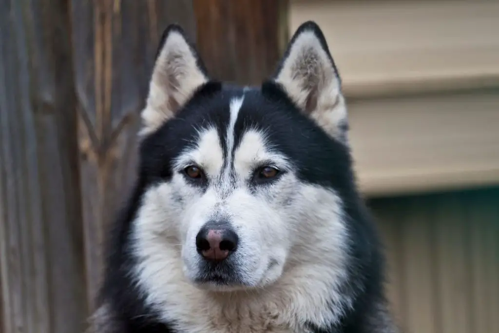 best dog food for huskies