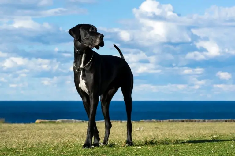Are Great Danes Good Guard Dogs? Best Protection Dogs