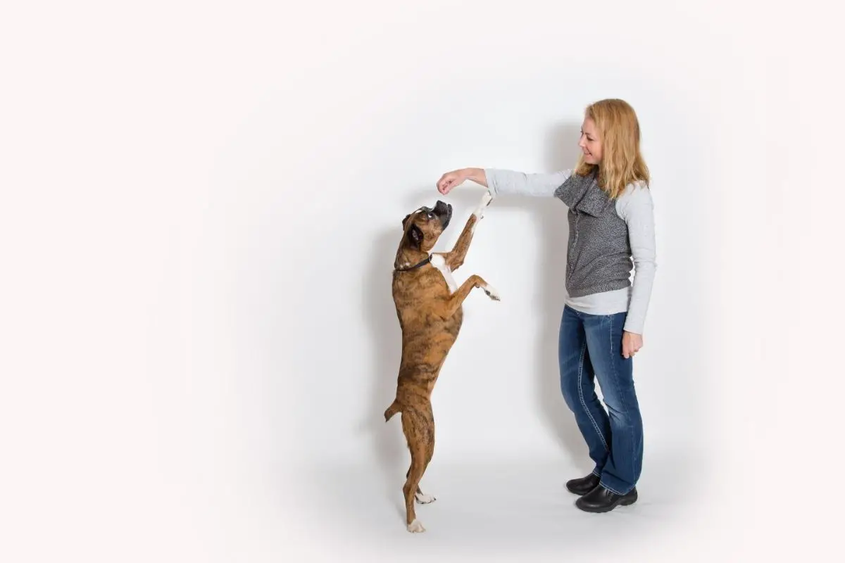 Why Do Dogs Jump Up on You? Best Protection Dogs