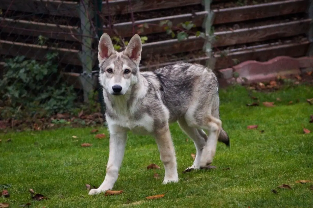 What Dog Is Closest to A Wolf? - Best Protection Dogs